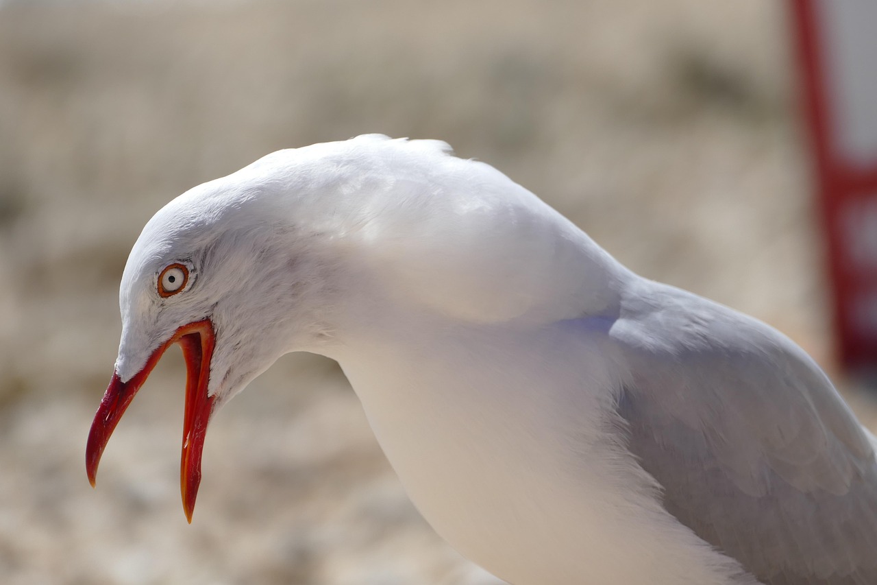 Falaises et océan à Saint-Pierre-et-Miquelon